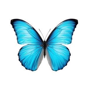 Boca Chicas: Emily Bedon & Deb Bromley & Ivette Naftal